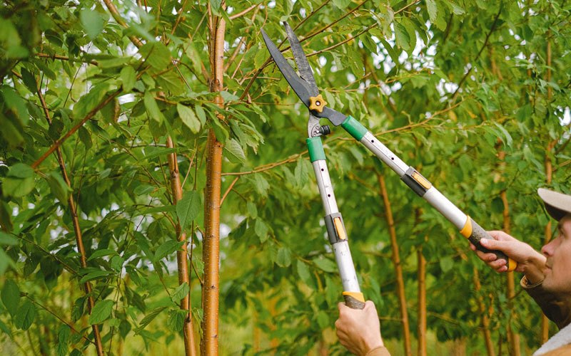 Tree trimming in Ware Shoals, SC
